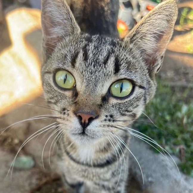 Photo of Tiger