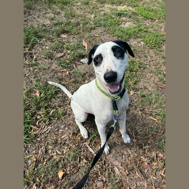 Photo of Roger   2 Year Old Bull Arab X