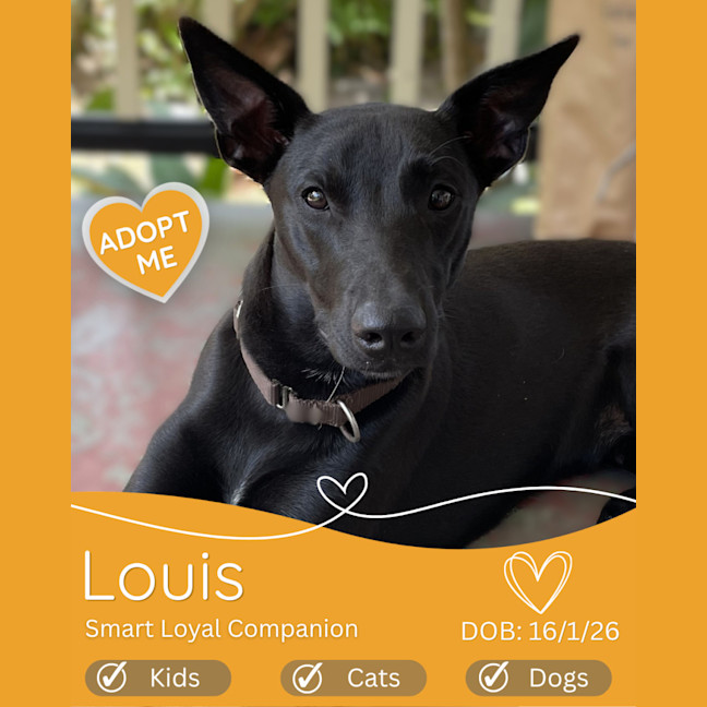 Photo of Louis