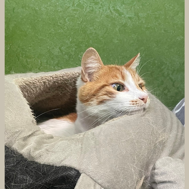 Photo of Lion (Bonded With Tiger)