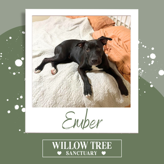Photo of Ember