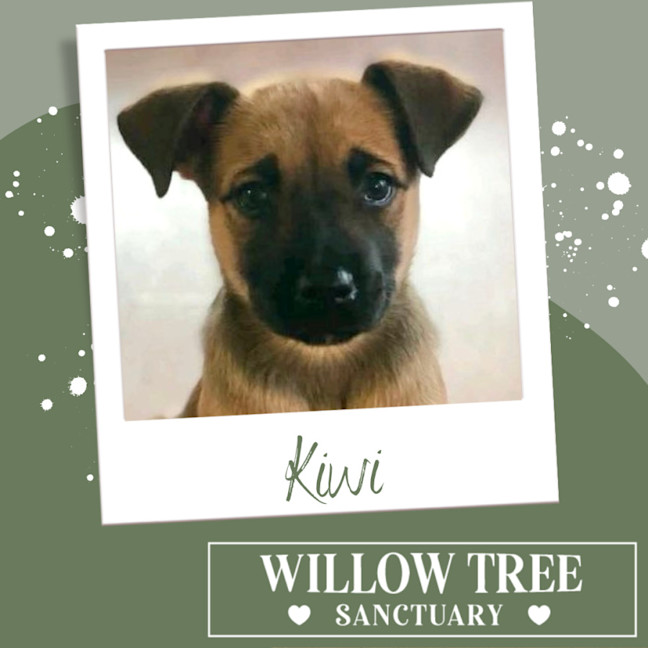 Photo of Kiwi
