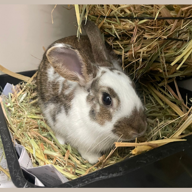 Photo of Bugs (Bonded To Peanut)