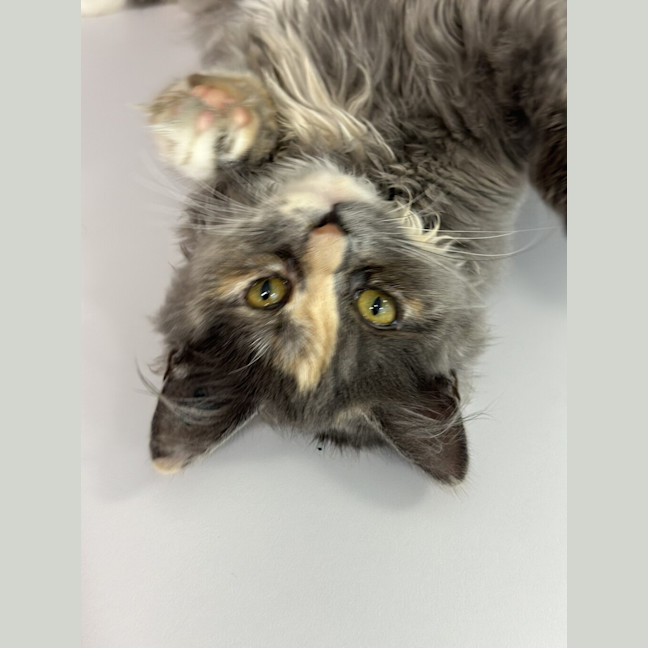 Photo of Midge