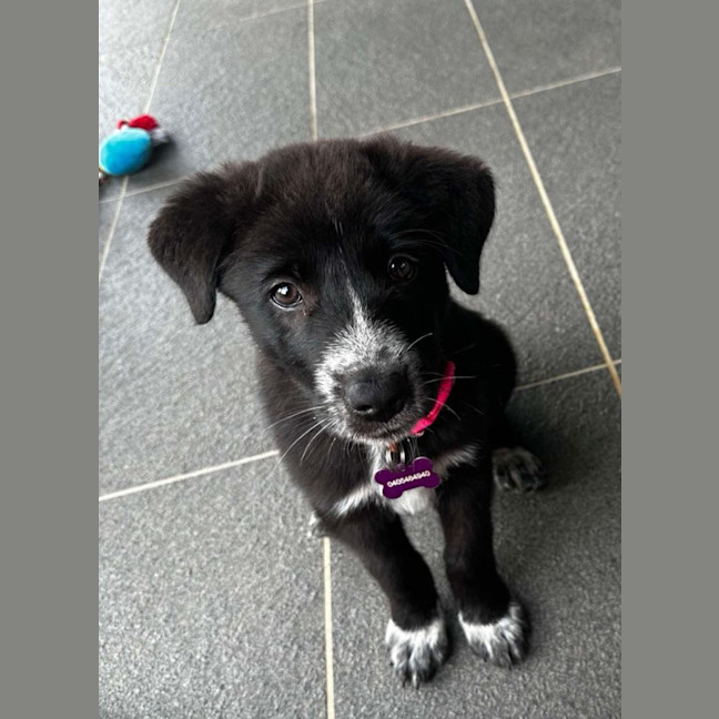 Photo of Piper