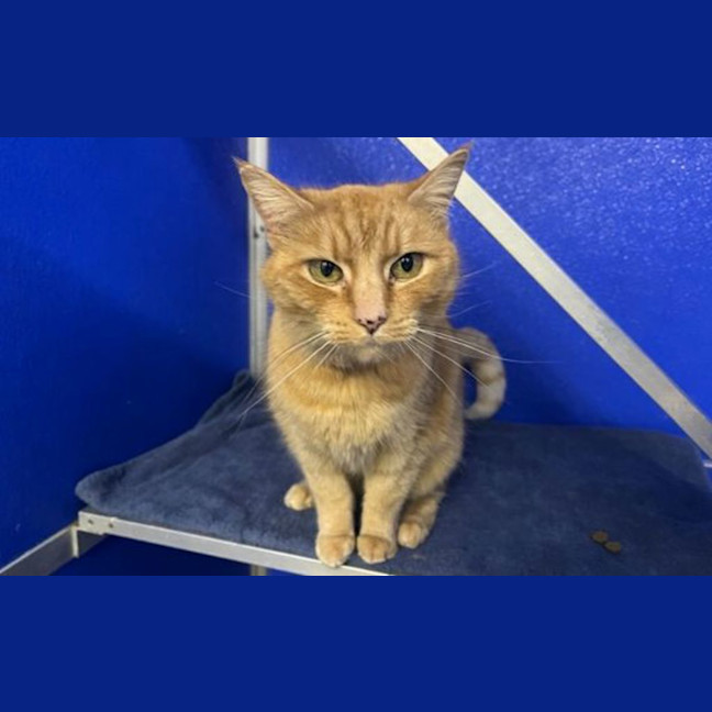 Photo of Butternut