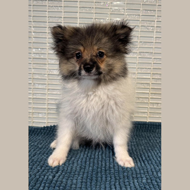Photo of Mintie