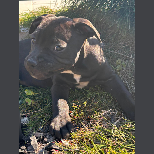 Photo of Daisy   10 Week Old Staffy X