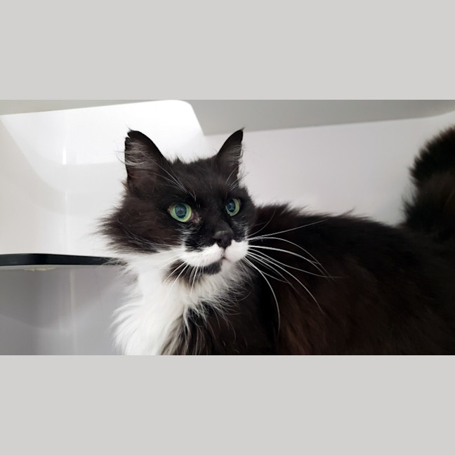 Photo of Link Sua013493