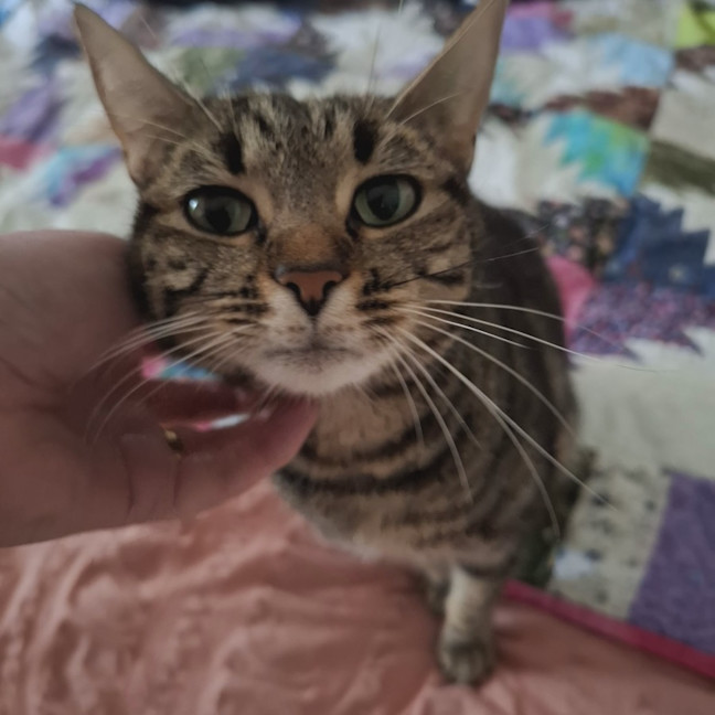 Photo of Abbey **2nd Chance Cat Rescue**