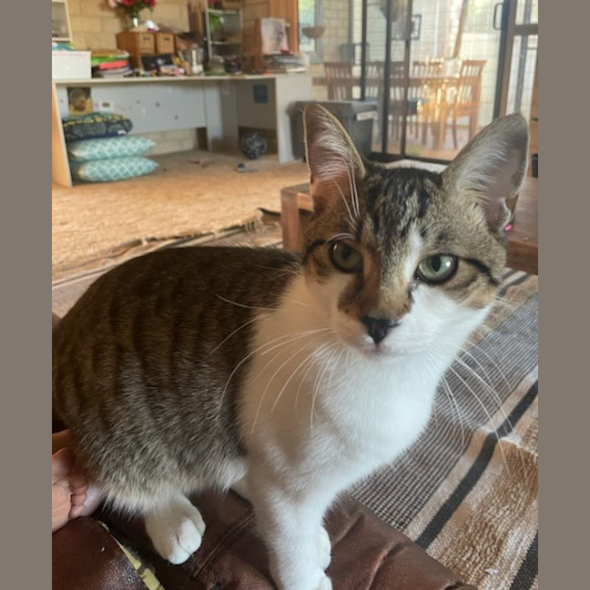 Photo of Teemo