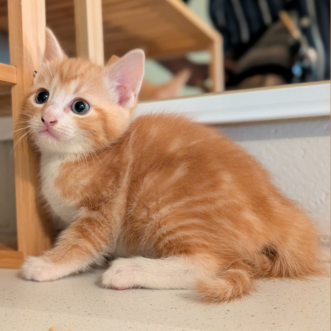 Photo of Maple