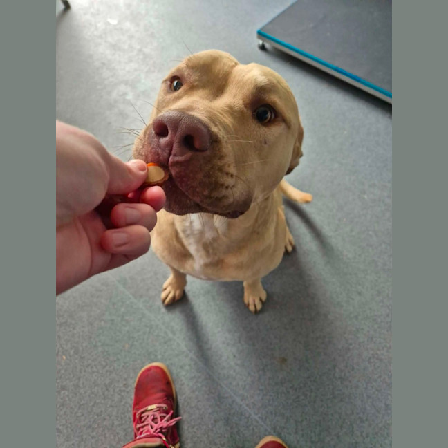 Photo of Dozer! 🐻