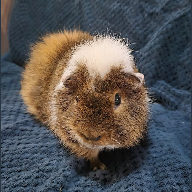 Photo of William (Desexed)