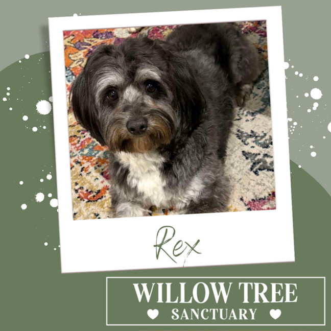 Photo of Rex