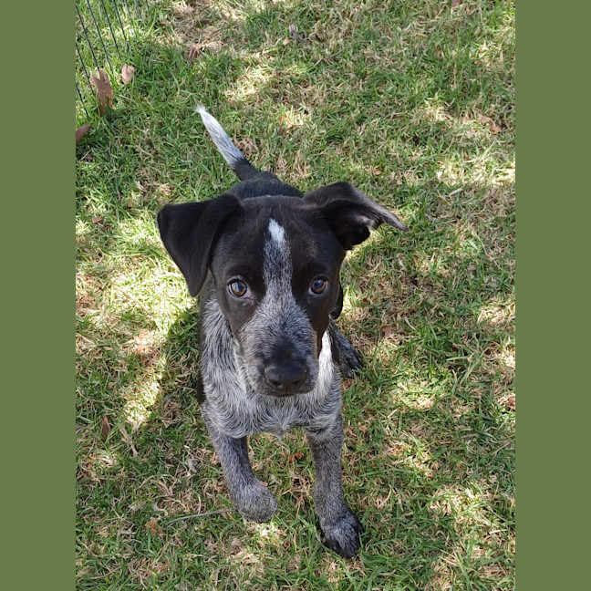 Photo of Diesel 