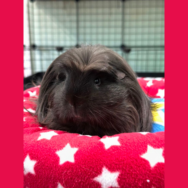 Photo of Louis (Desexed) 