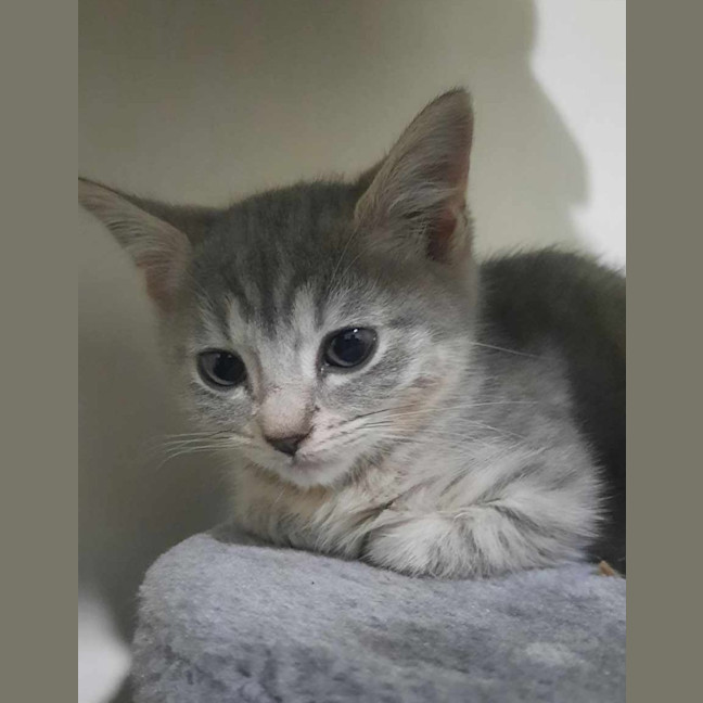 Photo of Birdie (K45)