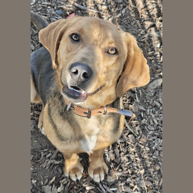 Photo of Freckles