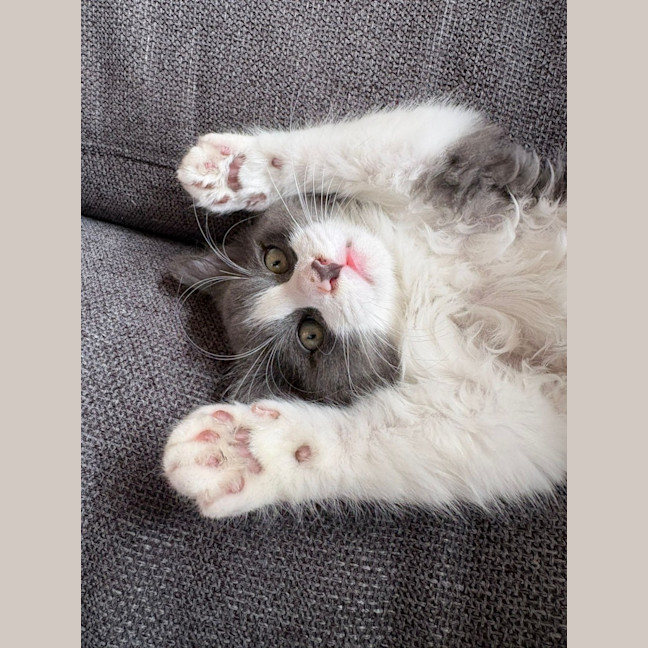 Photo of Geoffrey