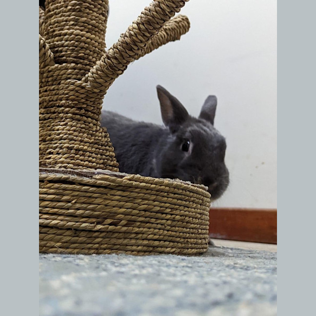 Photo of Dreamer And Bubbly