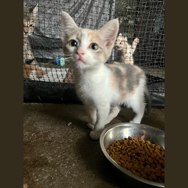 Photo of Nala