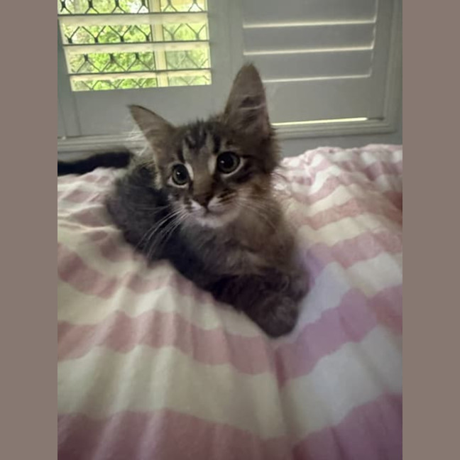 Photo of Koda