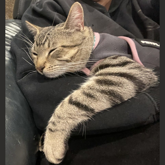Photo of Theodore