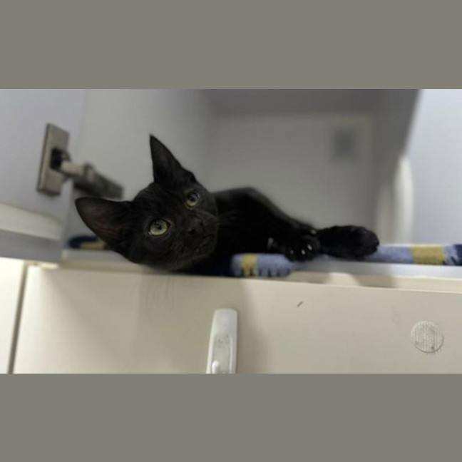 Photo of Loki