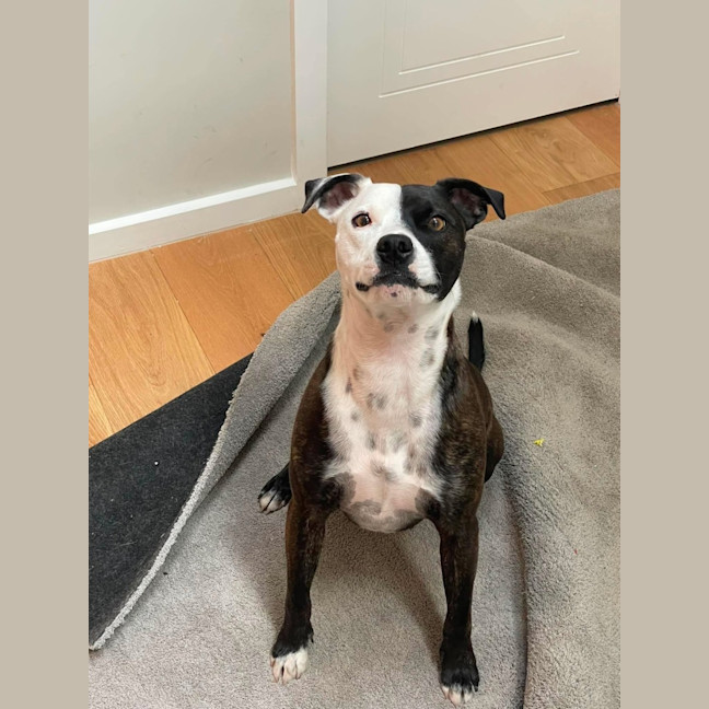 Photo of Rocky "Urgent Foster Carer Needed"