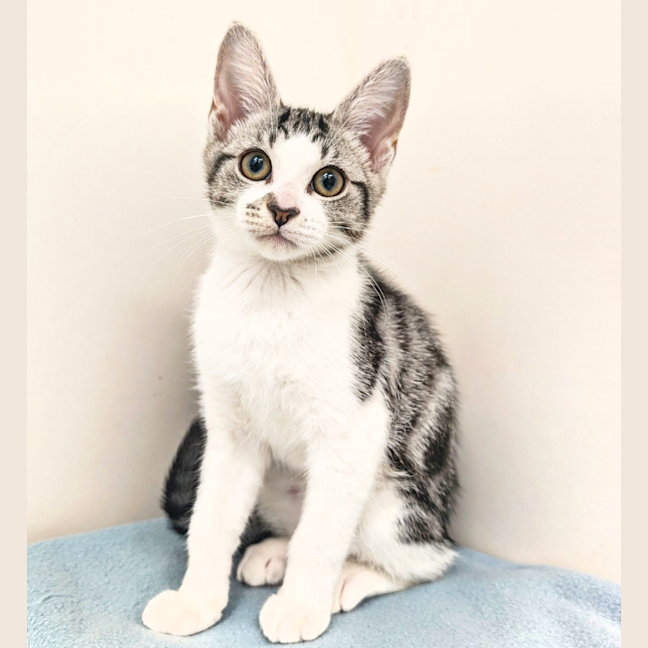 Photo of Peppermint