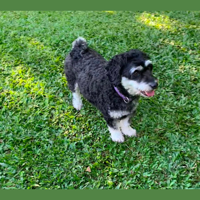 Photo of Coco And Cherry 