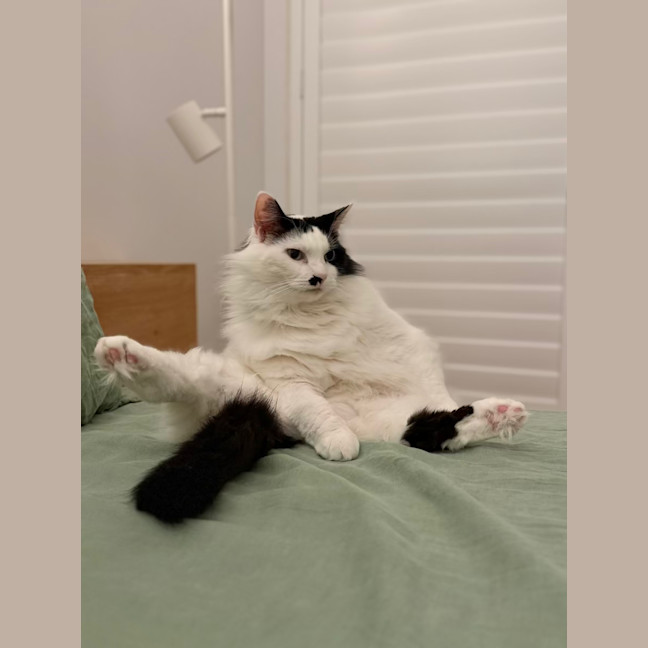 Photo of Beerus   In Foster Care In Northcote