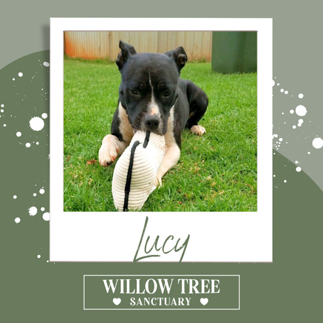 Photo of Lucy
