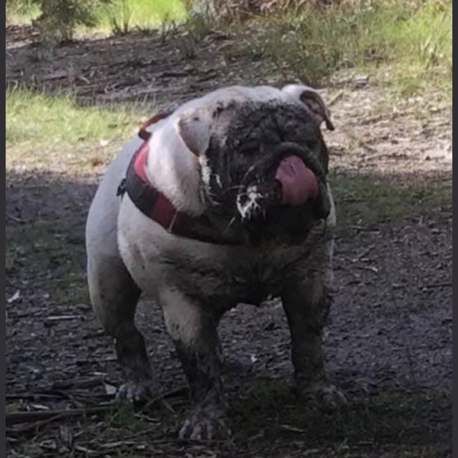 Photo of Gus 