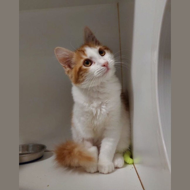 Photo of India & China