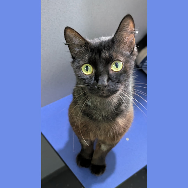 Photo of Lily (Ex Dumpster)