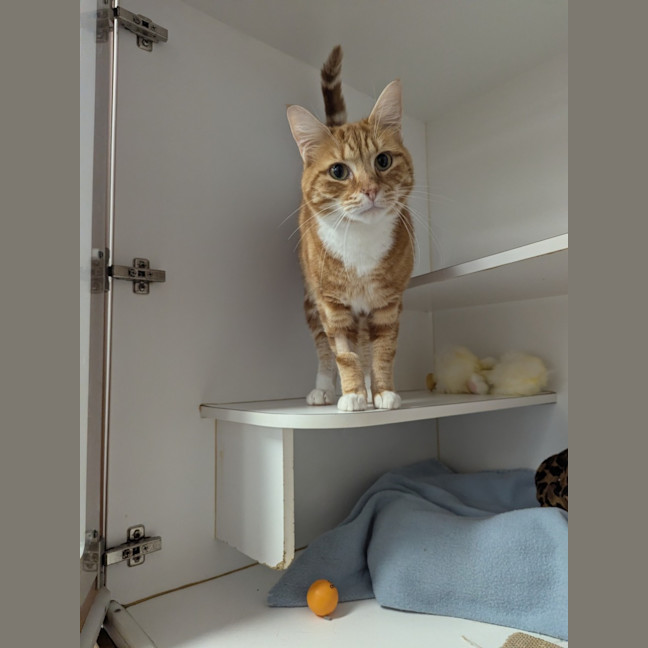 Photo of Pumpkin Bumpkin