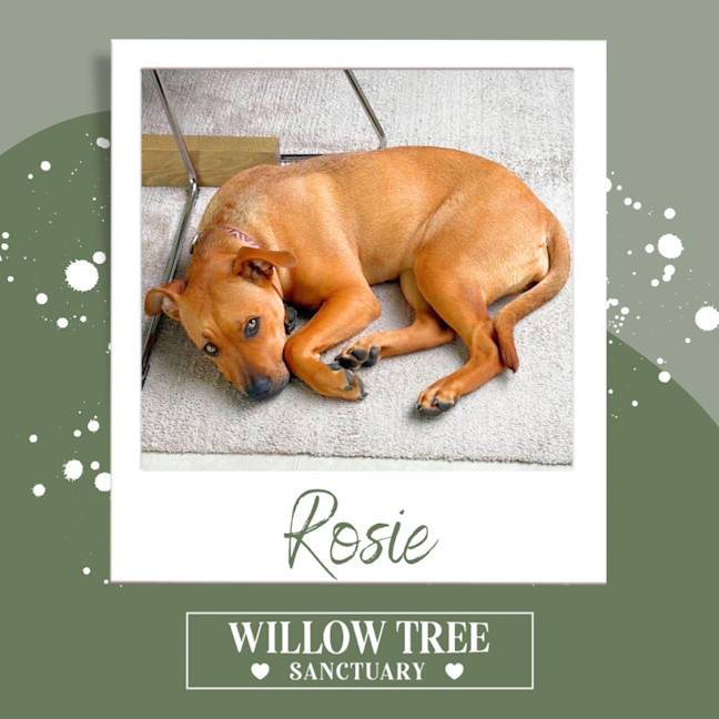 Photo of Rosie