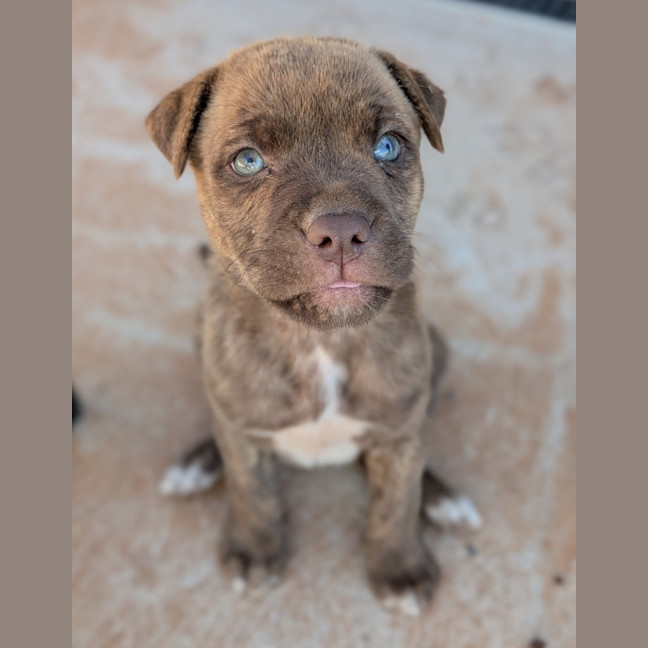 Photo of Duchess