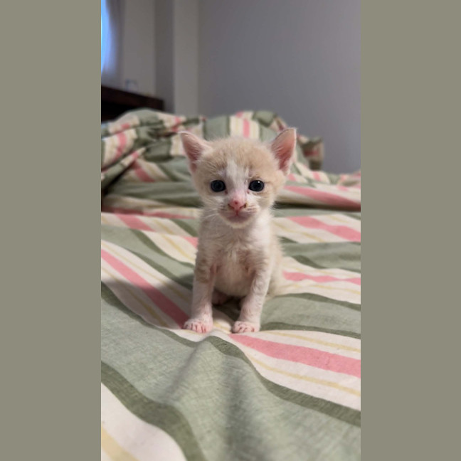Photo of Marshmallow