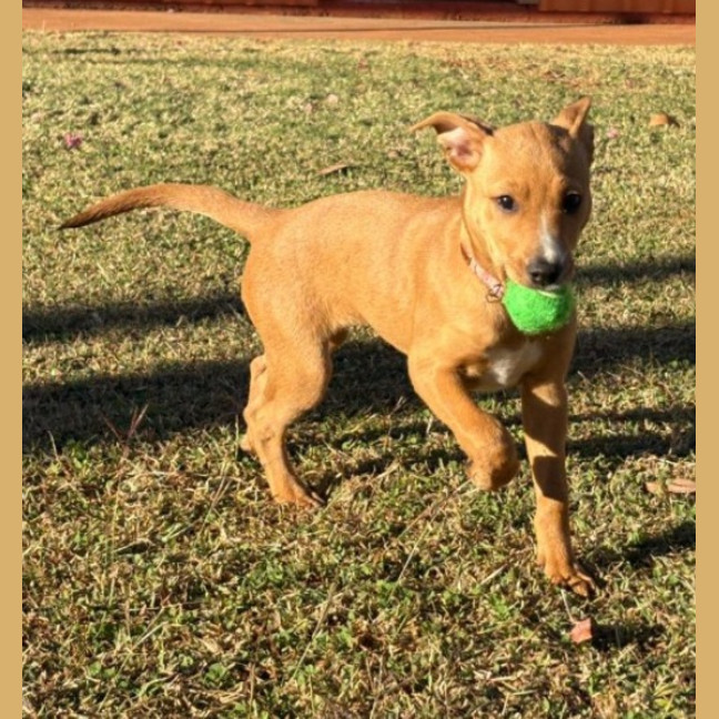Photo of Sheeba