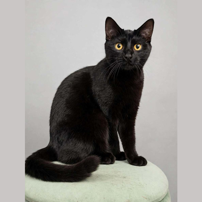 Photo of Kahlua 