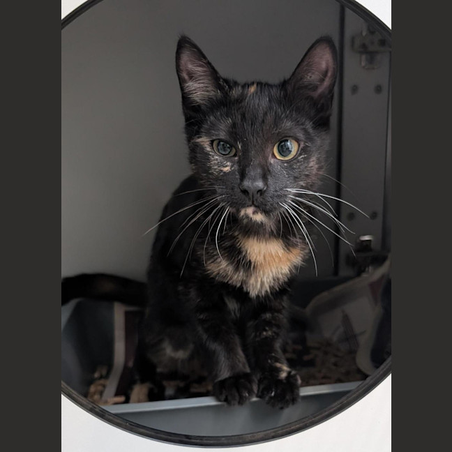 Photo of Cookie