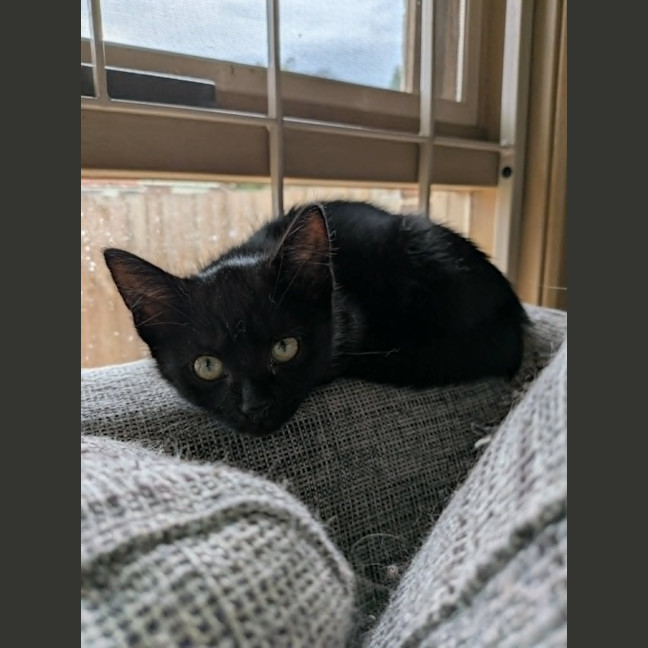 Photo of Smudge