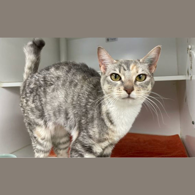 Photo of Punky