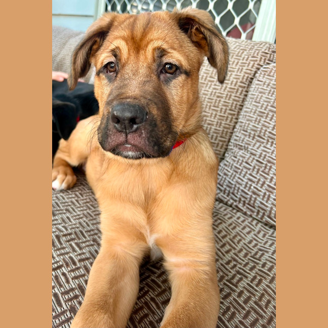 Photo of Rouge   14 Week Old Labrador X French Mastiff