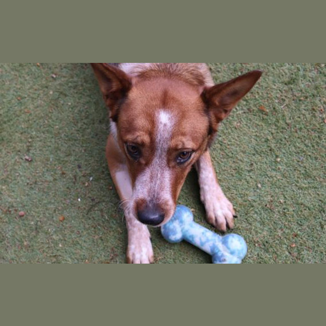 Photo of Sadie