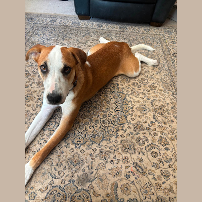 Photo of Harvey 