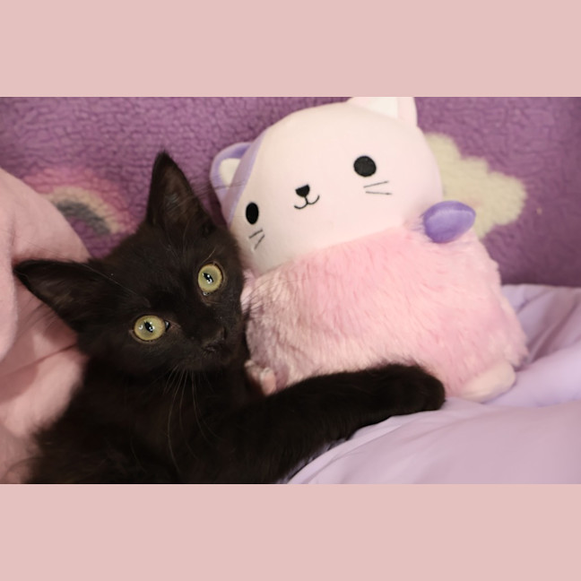 Photo of Bisque